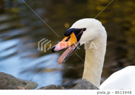 White swan in the morning 8613948