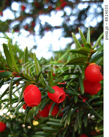 オンコの実 縦 オンコの実 縦 8614035