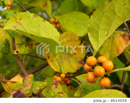 ツルウメモドキの黄色い実　横１ 8614038