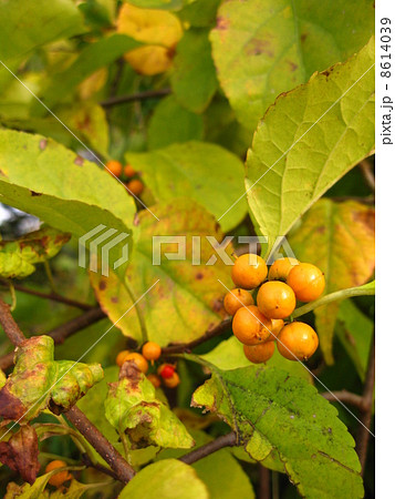 ツルウメモドキの黄色い実　縦 8614039