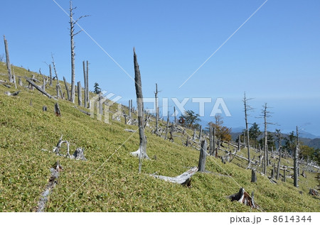 大台ケ原の正木峠 大台ケ原の正木峠 8614344