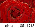 Red natural rose background  with droplets 8614518