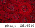 Red natural roses background  with droplets 8614519