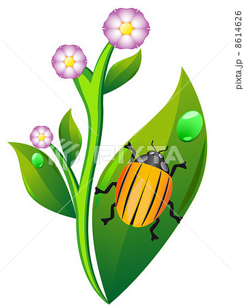 colorado beetle on leaf potato colorado beetle on leaf potato 8614626