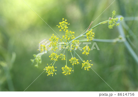 フェンネルの花の写真素材