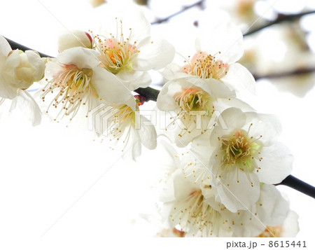 白梅 白梅 8615441