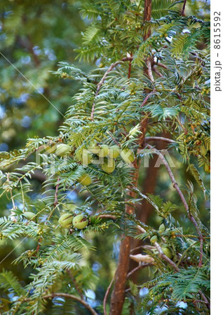 カヤの実 8615592