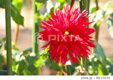 ダリアの花 ダリアの花 8615630