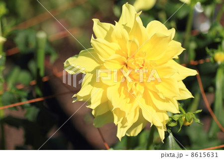 ダリアの花 8615631