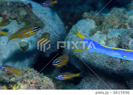 ハナヒゲウツボの捕食 ハナヒゲウツボの捕食 8615696