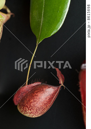 ウツボカズラ 8615698