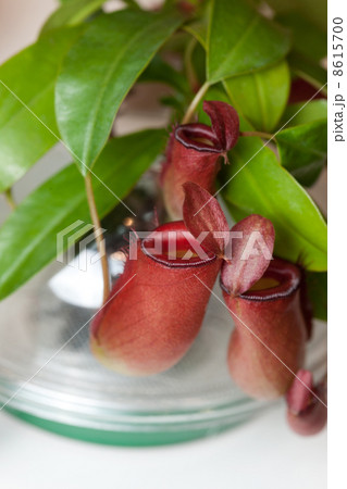 ウツボカズラ 8615700