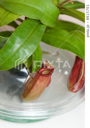 ウツボカズラ ウツボカズラ 8615701