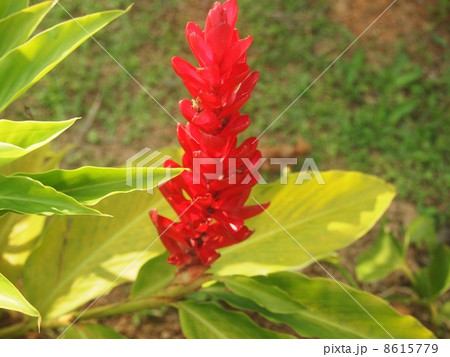 レッドジンジャー ペナン島/マレーシア レッドジンジャー ペナン島/マレーシア 8615779