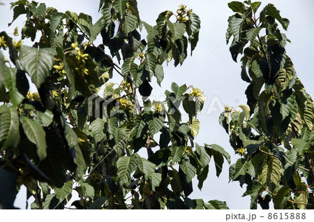 カンレンボクの木と果実 8615888