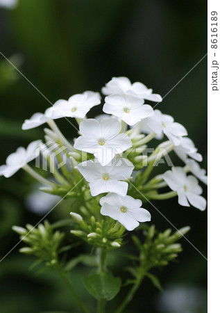 フロックスの花 8616189