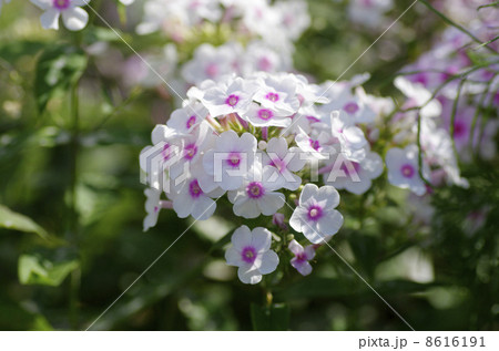 フロックスの花 8616191