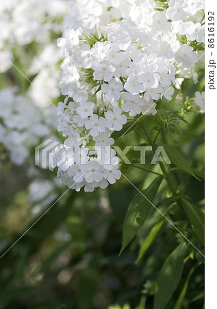 フロックスの花 8616192