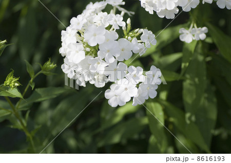 フロックスの花 フロックスの花 8616193