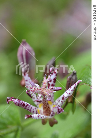 ホトトギス(杜鵑草) ホトトギス(杜鵑草) 8616239