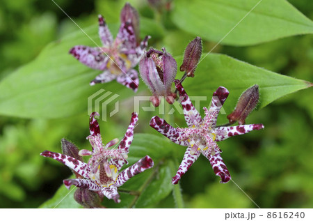 ホトトギス(杜鵑草) ホトトギス(杜鵑草) 8616240