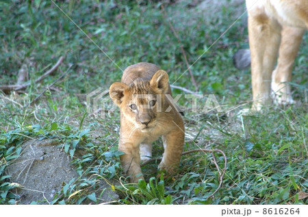 ライオン 8616264