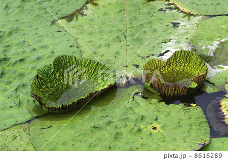 オニバス 8616289