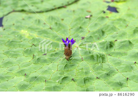 オニバス 8616290