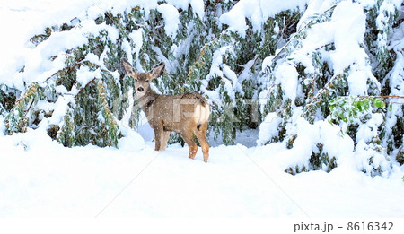 Deer in winter 8616342