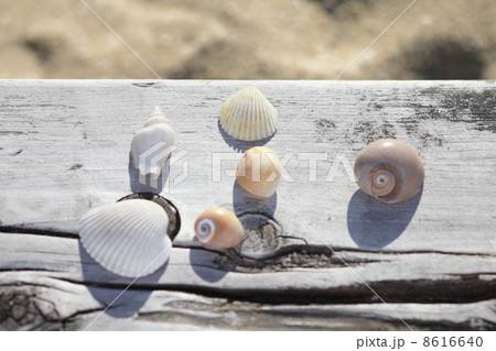 砂浜の貝殻 砂浜の貝殻 8616640