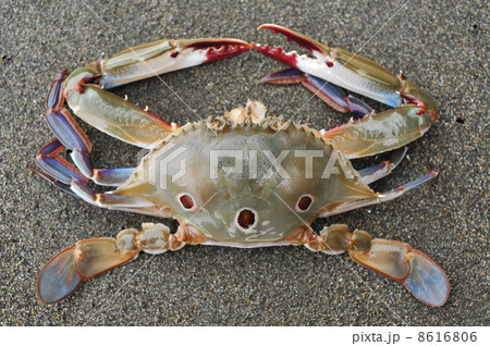 ジャノメガザミ ジャノメガザミ 8616806