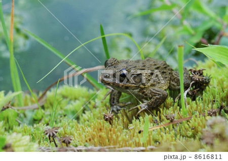 ツチガエル 8616811