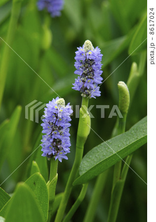 ポンテデリア・コルダタ 8617024