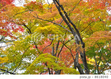 京都 常寂光寺の紅葉 京都 常寂光寺の紅葉 8618040
