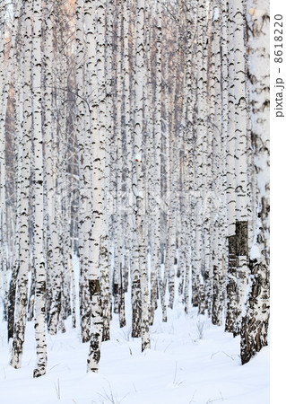 Winter birch forest, january 8618220