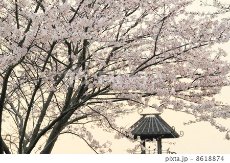 満開の桜と唐古遺跡楼閣 8618874