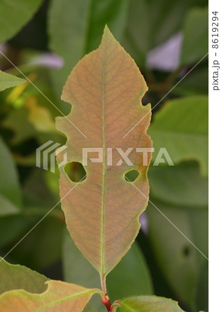 葉っぱの顔 8619294