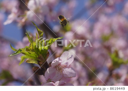 サクラ 8619449