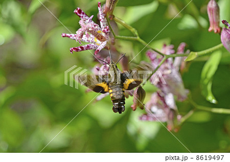 ホトトギスとホシホウジャク（星蜂雀） 8619497