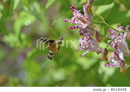 ホトトギスとホシホウジャク（星蜂雀） 8619498