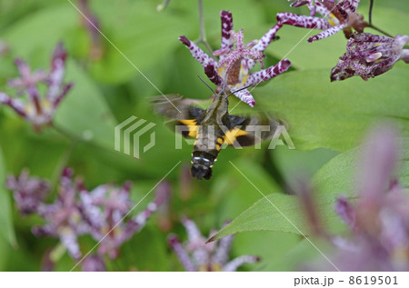 ホトトギスとホシホウジャク(星蜂雀) ホトトギスとホシホウジャク(星蜂雀) 8619501