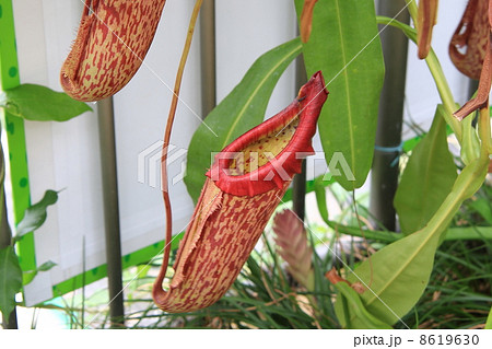 植物公園 植物公園 8619630