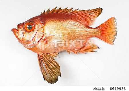 チカメキントキ チカメキントキ 8619988