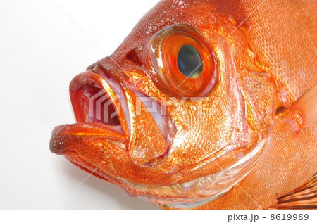 チカメキントキ 8619989