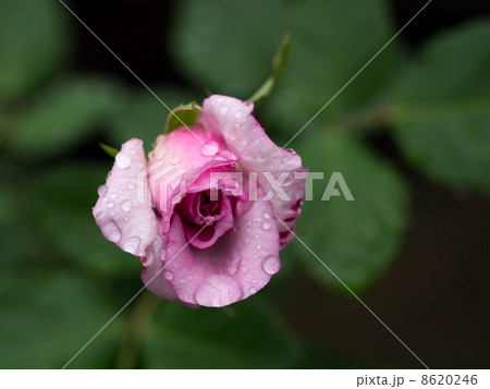 薔薇 薔薇 8620246