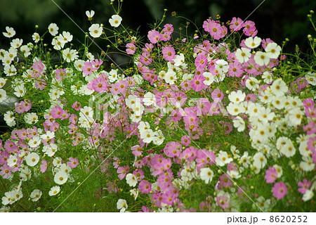 群生するコスモスの花 8620252
