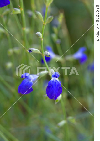 コバルトセージ コバルトセージ 8620528