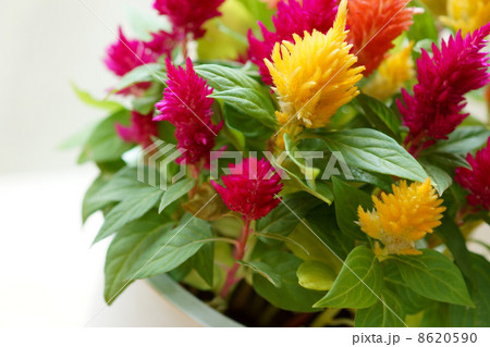 カラフルな鉢植えの花 ケイトウの写真素材