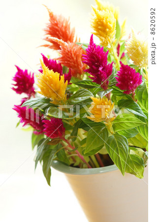 カラフルな鉢植えの花 ケイトウの写真素材