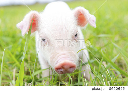 生まれたての子豚の写真素材